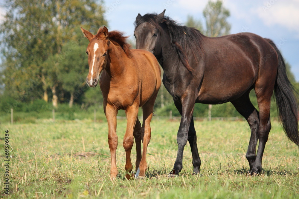 Chestnut foal and black horse walking at the pasture Chestnut foal and black horse walking at the pasture