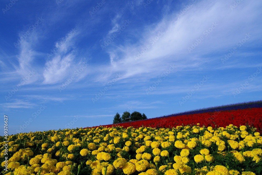 Obraz premium 花畑と空