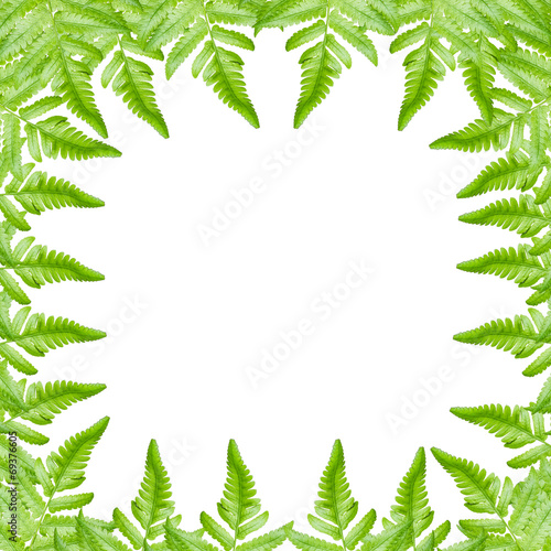 Green leaf isolated on a white background
