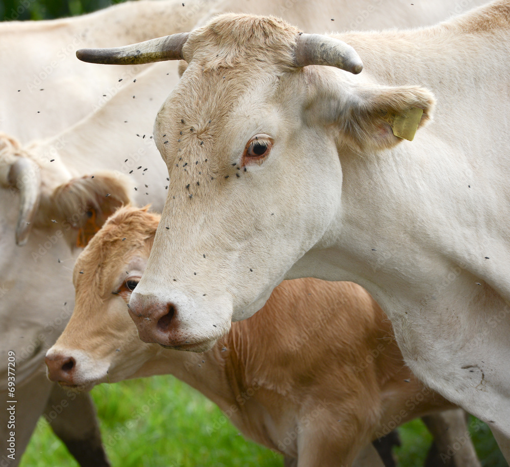 Herd of cows and veal in Pyrenees