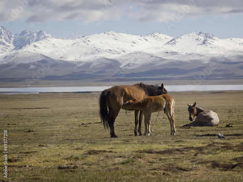Horse family in the pasture in the foothills of the Tien Shan, K