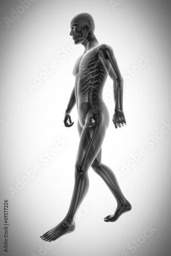 human bones radiography scan image