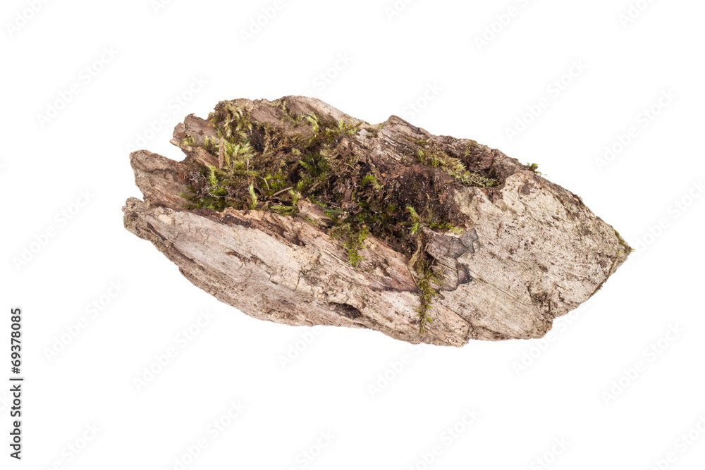stump with moss isolated on white background