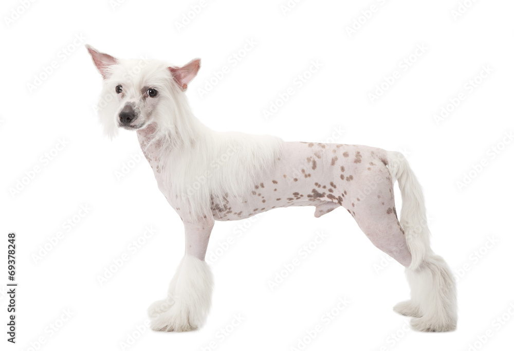 Hairless Chinese Crested dog over white