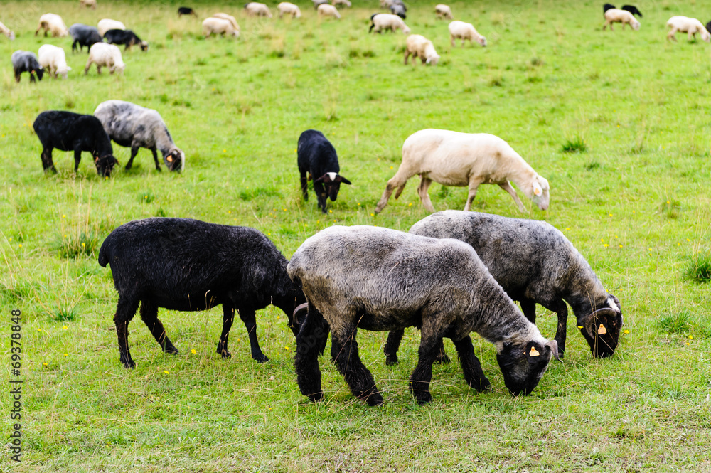 sheep on pasture in the mountains sheep on pasture in the mountains