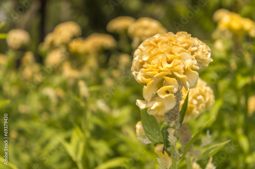 Εκτύπωση καμβά Yellow cockscomb Flower Garden