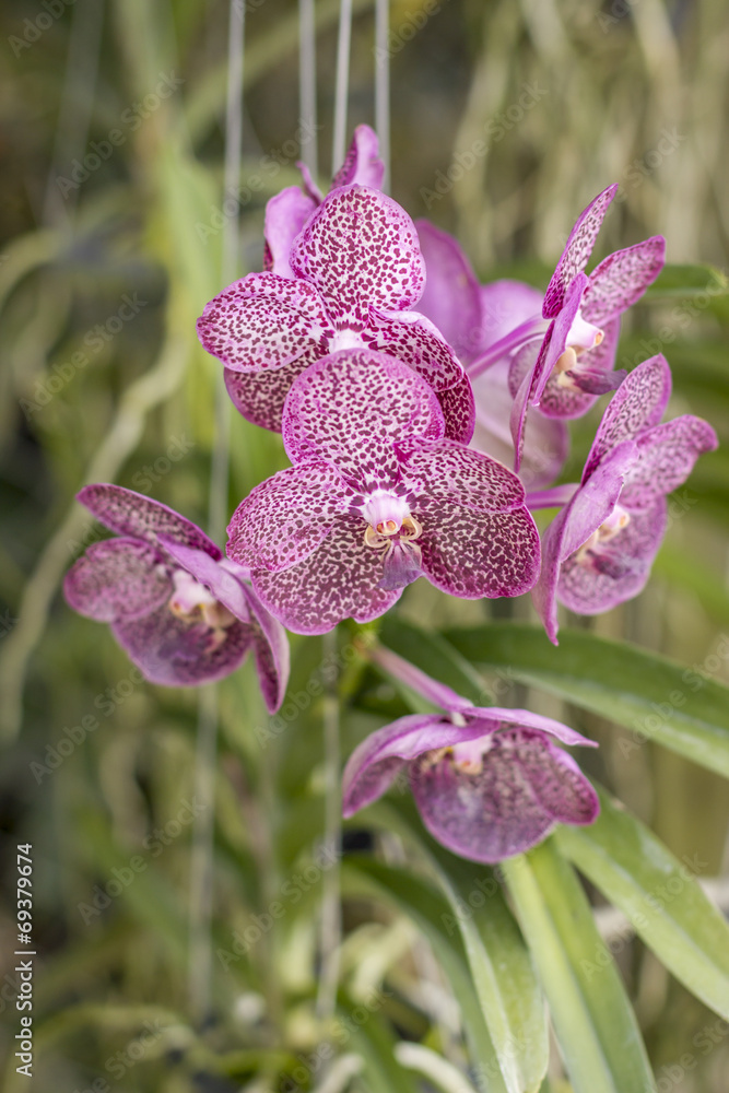 Pink Orchid Pink Orchid