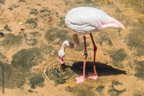 Flamingos in the lagoon © Enrique David Garcia