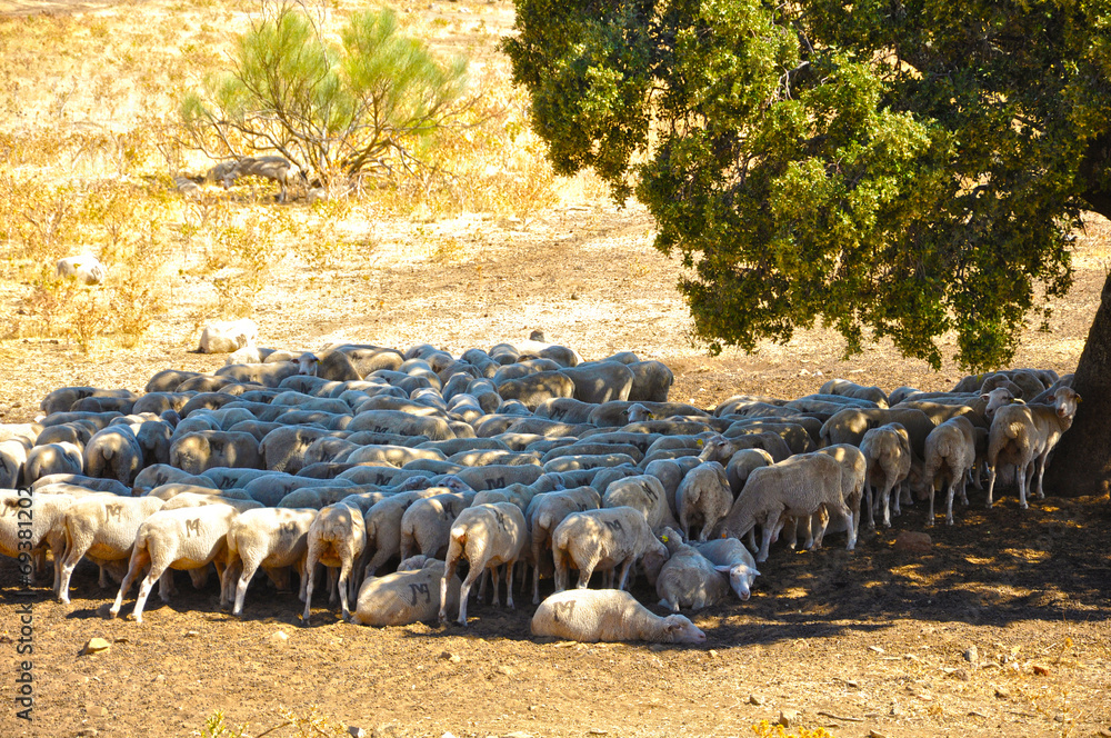 Rebaño de ovejas bajo una encina, ganado lanar, ovino