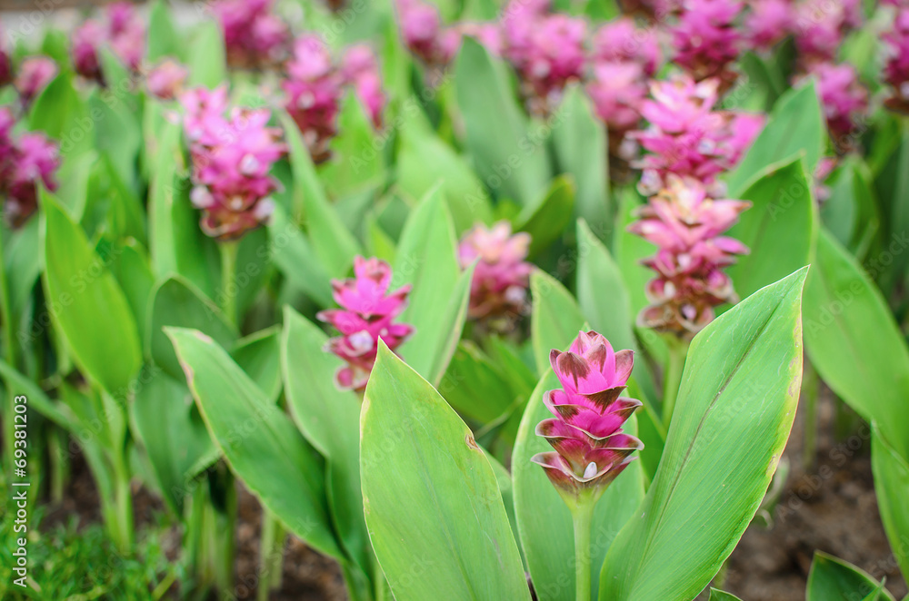 Obraz premium Field of siam tulip flowers