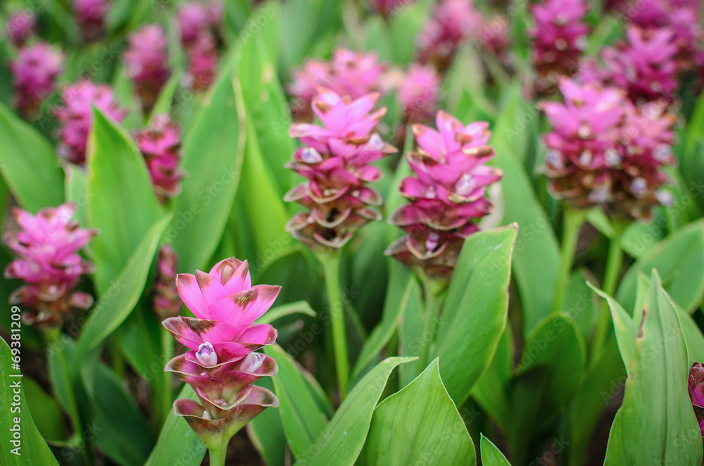 Field of siam tulip flowers