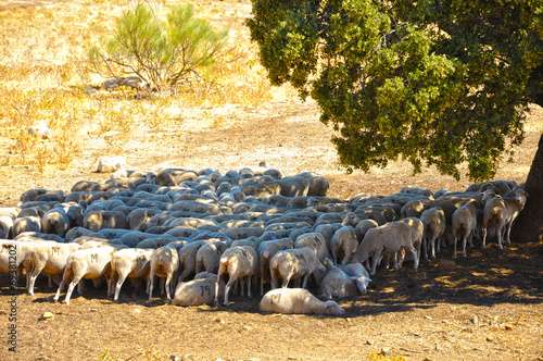 Rebaño de ovejas bajo una encina, ganado lanar, ovino photo