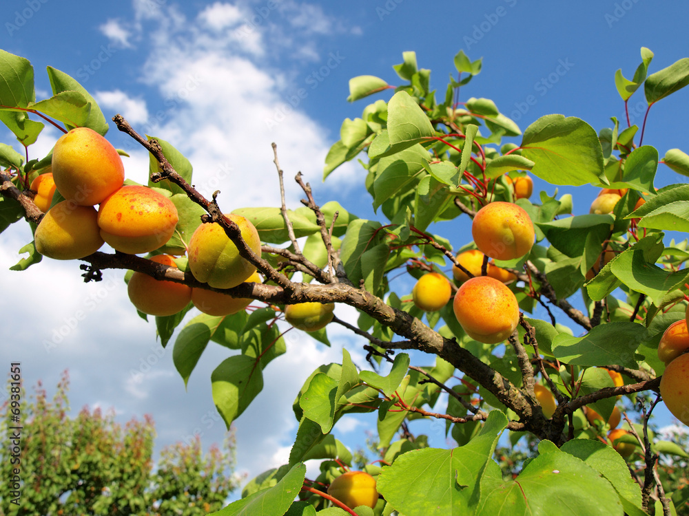 Ripe apricots grow on a branch among green leaves