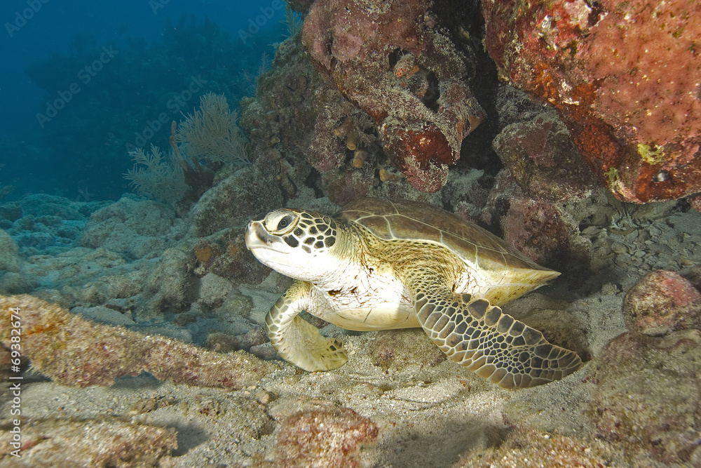 Fototapeta premium Turtle at Key Largo reef