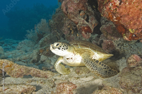 Turtle at Key Largo reef
