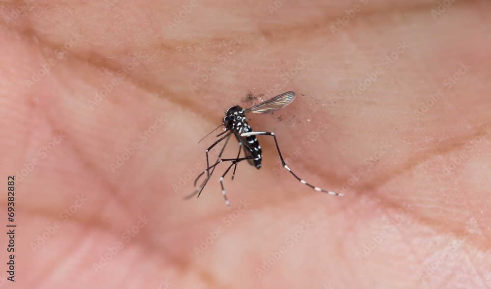 mosquito mosquito