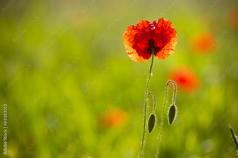 Naklejka premium Mohnblume
