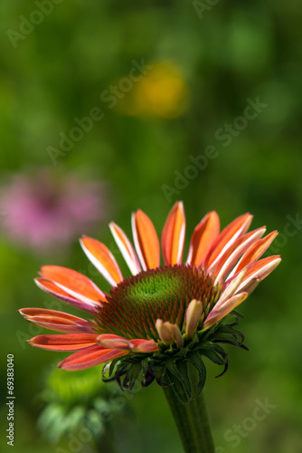 Echinacea photo