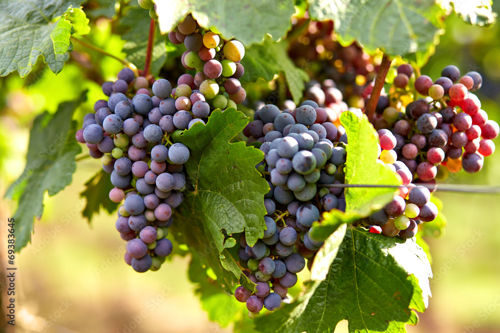 Branch of red wine grapes
