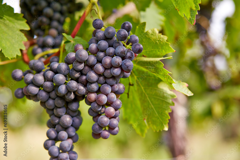 Branch of red wine grapes