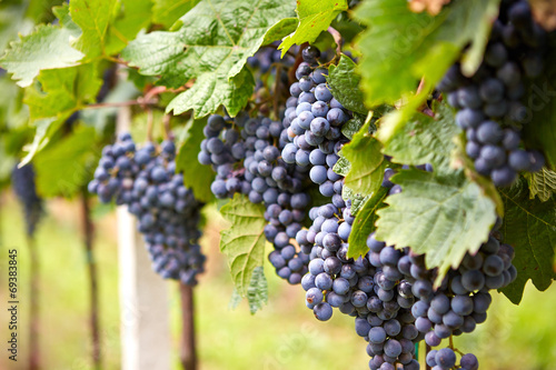 Wallpaper Mural Branch of red wine grapes Torontodigital.ca