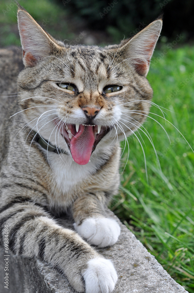 funny cat yawning mouth full 