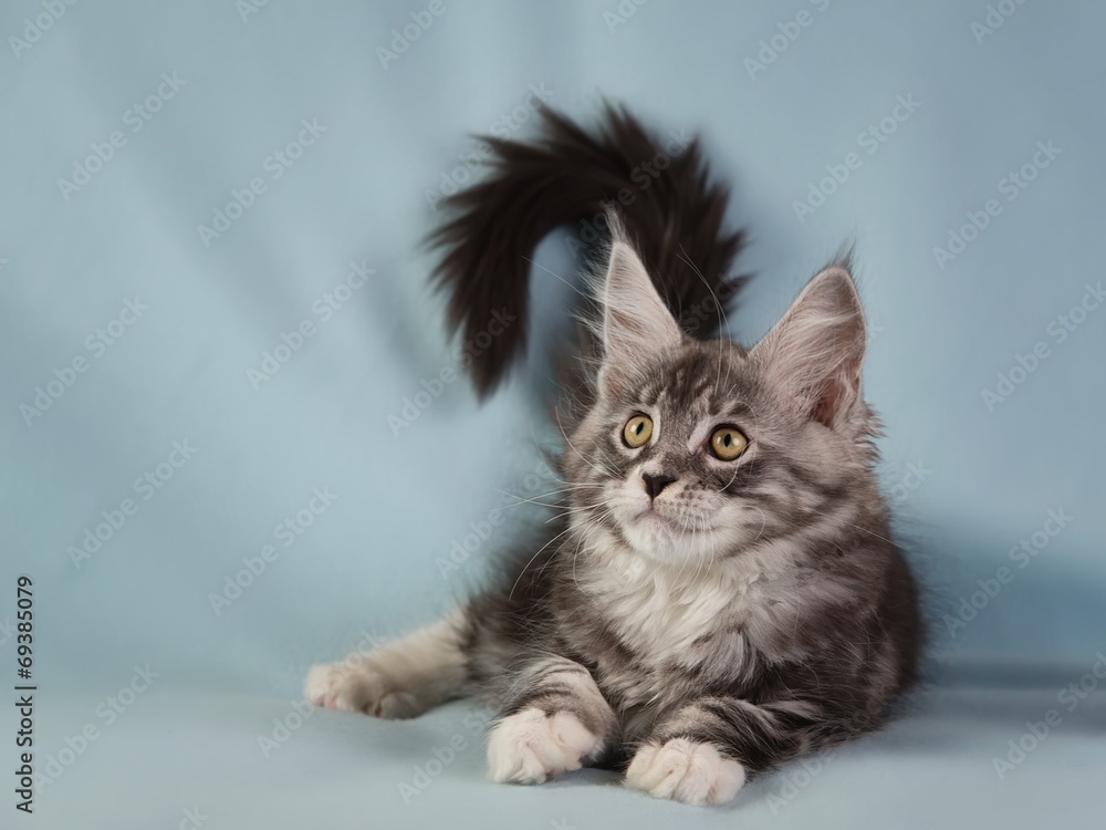 Kitten pet cat