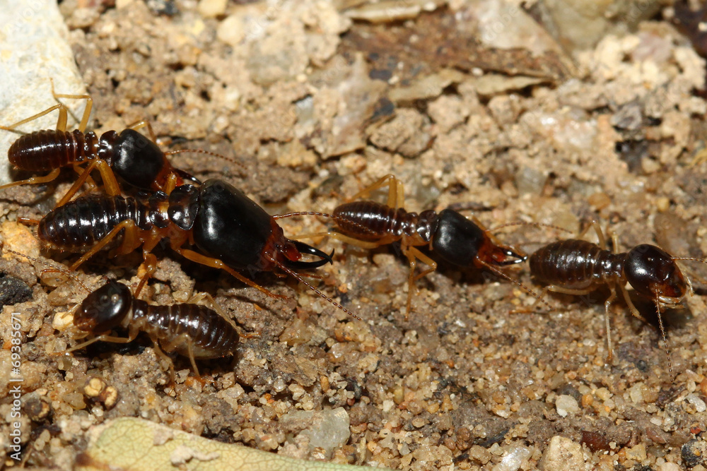 groups of termites transporting food groups of termites transporting food