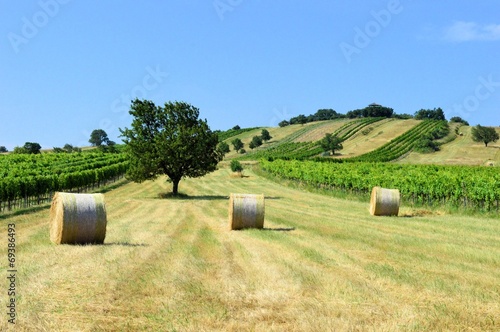 Obraz na płótnie Strohballen auf dem Feld