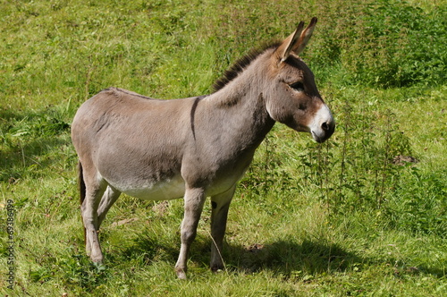 Petit âne gris - âne de Shrek © JC DRAPIER