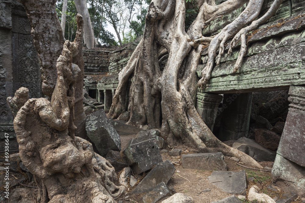 Würgefeigen überwuchern den Tempel Ta Prohm von Angkor Würgefeigen überwuchern den Tempel Ta Prohm von Angkor