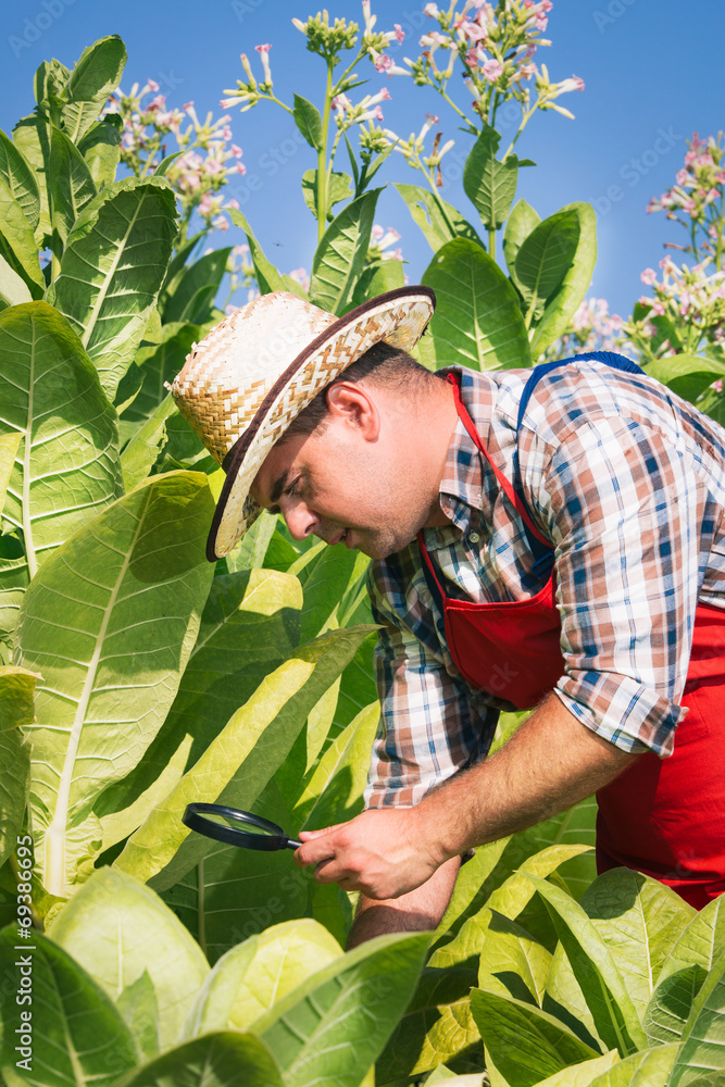 Obraz premium farmer on the tobacco field
