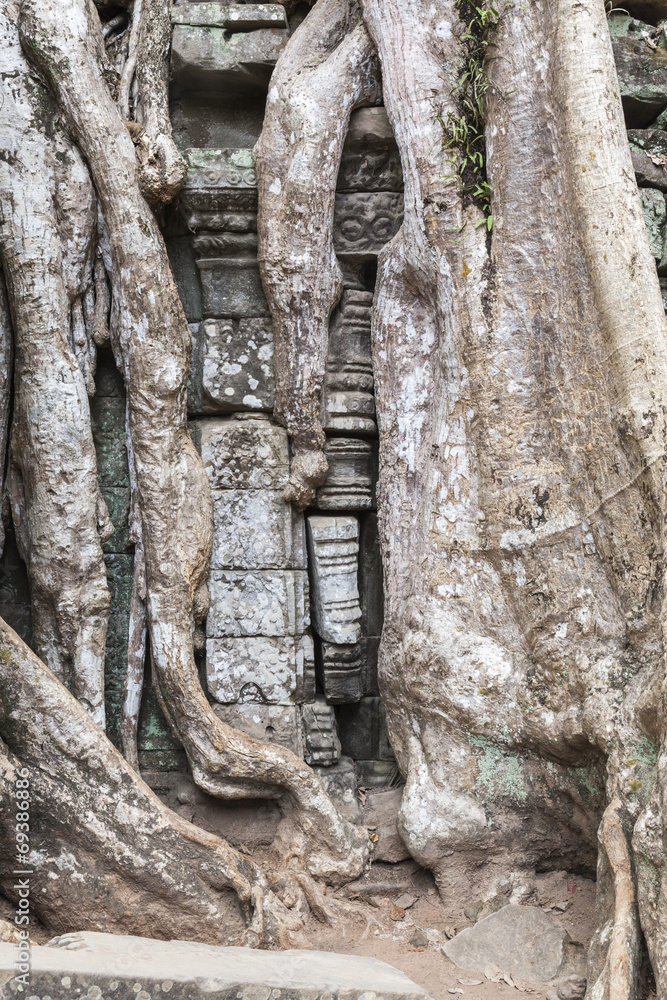 Eingewachsene Mauer im Tempel Ta Prohm von Angkor