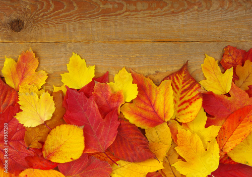 autumn background