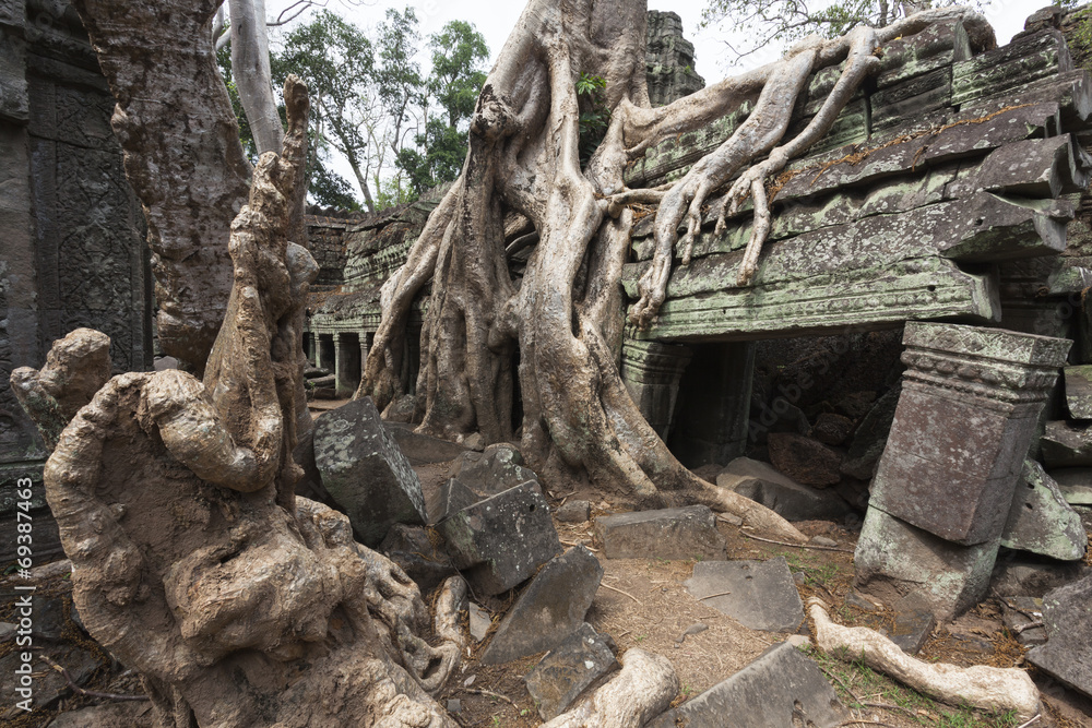 Würgefeige in der Ruine von Ta Prohm in Angkor