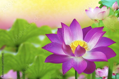 Beautiful pink lotus flower in pond - Flower Blossom