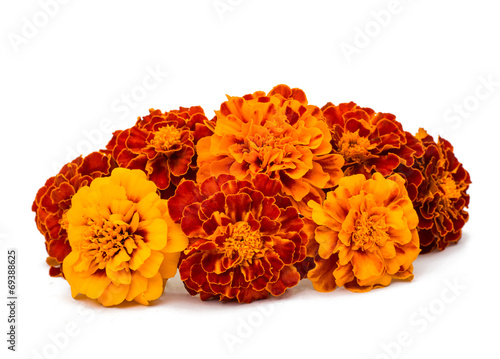 Photography Marigold flower