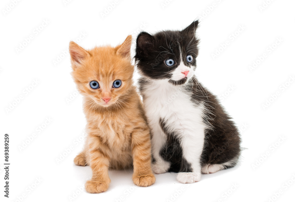little kittens little kittens