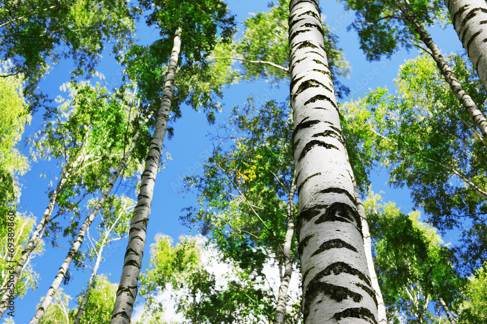 Fototapeta premium forest birch