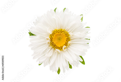 Fototapeta Naklejka Na Ścianę i Meble -  aster flower