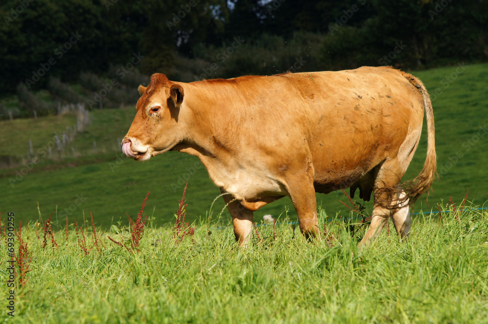 vache de la race Limousine vache de la race Limousine