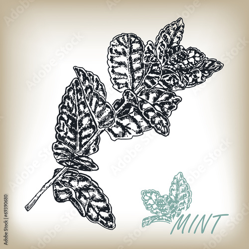 Hand drawn mint illustration in sketch style