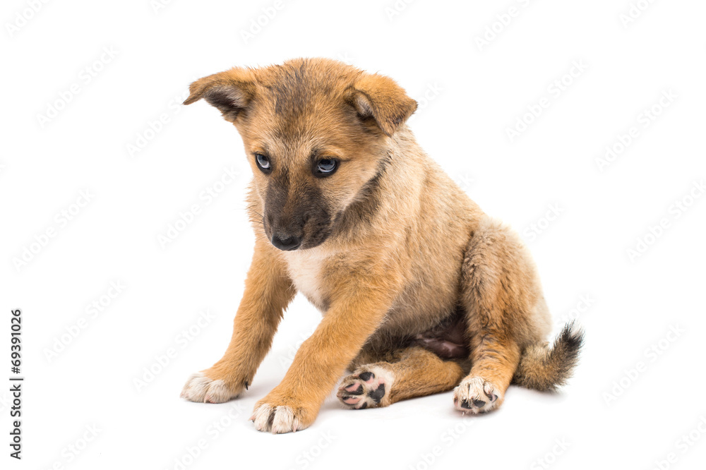 Shepherd puppy Shepherd puppy