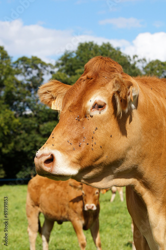 Tête d'une vache de la race Limousine © JC DRAPIER