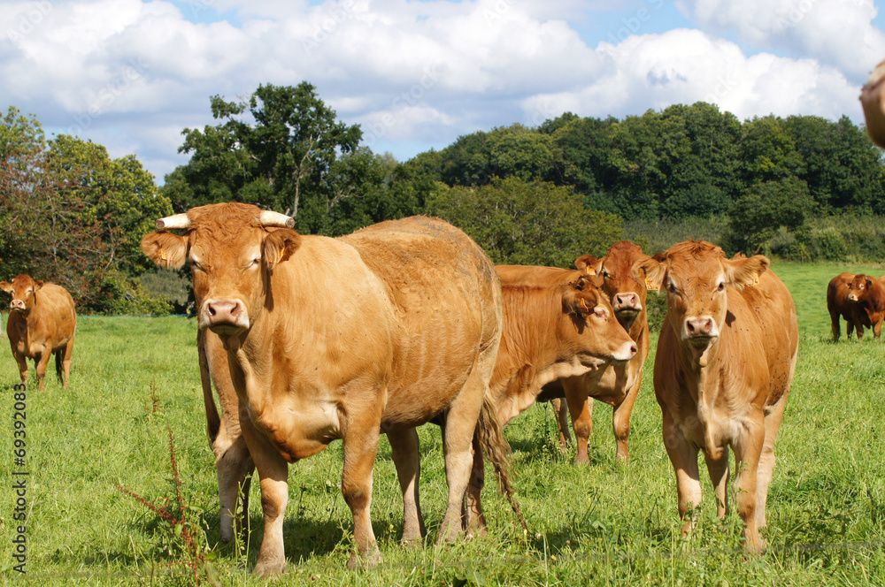 Vache et veau de la race Limousine