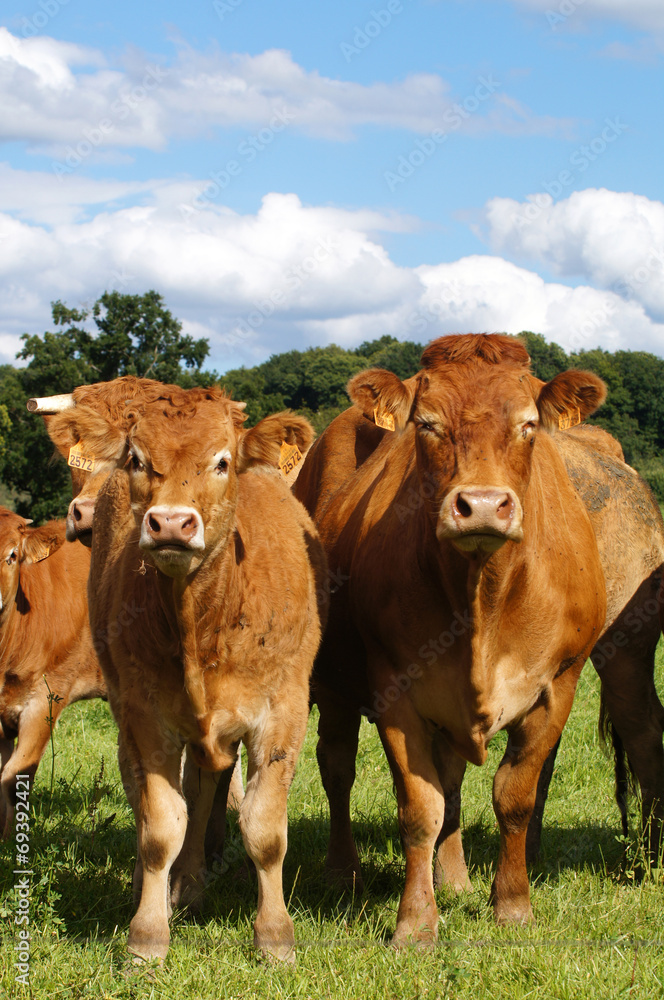 Vache et veau de la race Limousine