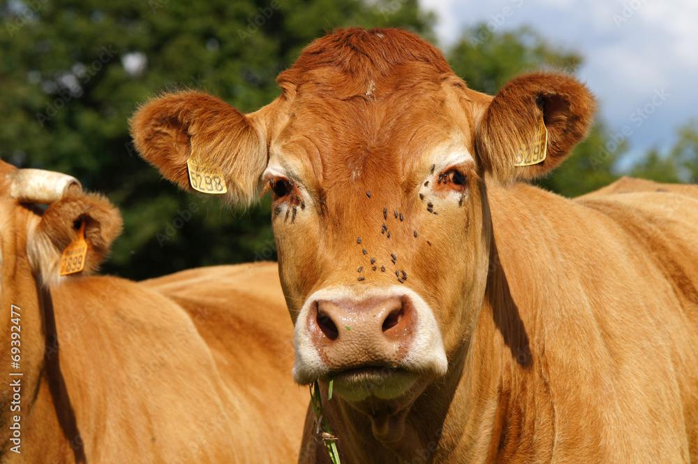 vache de la race Limousine vache de la race Limousine