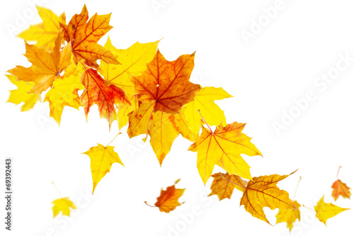 Colored autumn leaves falling isolated on white
