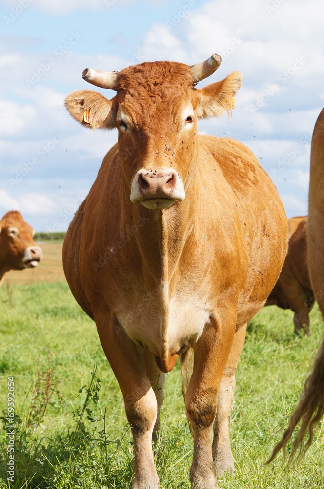 vache de la race Limousine