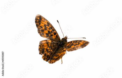 butterfly isolated © ksena32